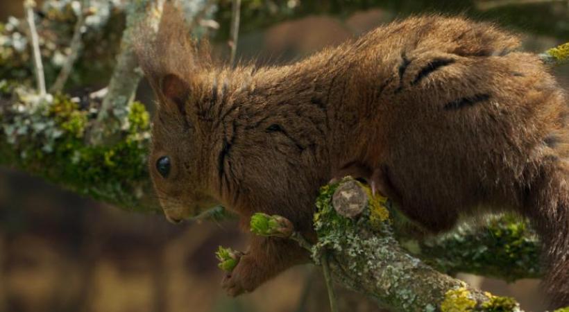 Dans ce chêne bicentenaire gravite une faune exceptionnelle. 