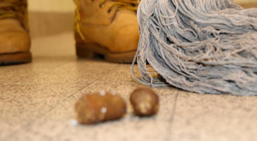 Les locataires laissent parfois leurs animaux déféquer dans les allées sans ramasser. MK