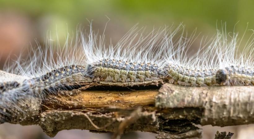 A l’approche des beaux jours, l’insecte aux poils urticants très allergènes réapparaît dans les jardins. 123RF