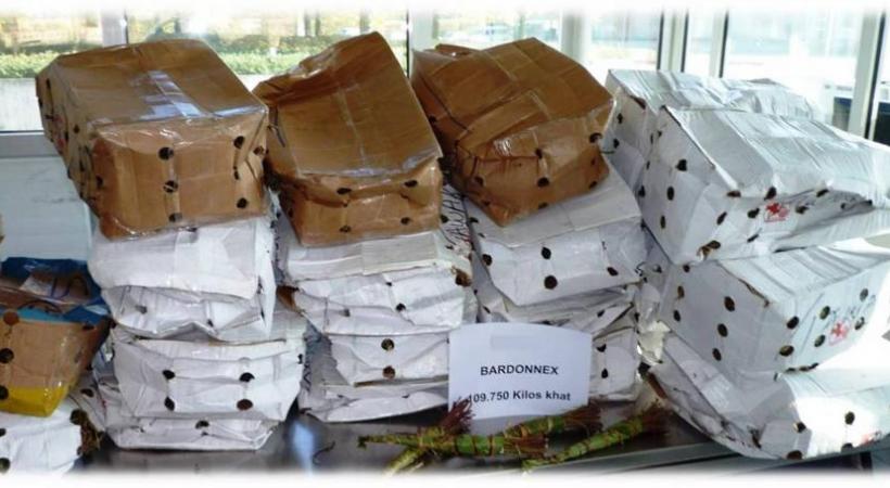 Le khat est une plante originaire de la Corne de l’Afrique et du Yémen. DR 