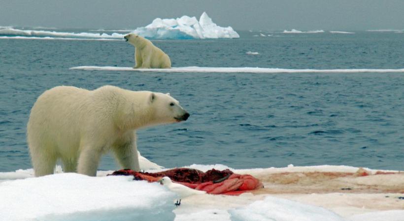 Fouler le sol du Grand Nord constitue une expérience inoubliable. Toutes les constructions sont bâties sur pilotis.. Approche d’un spectaculaire glacier en régression. 
