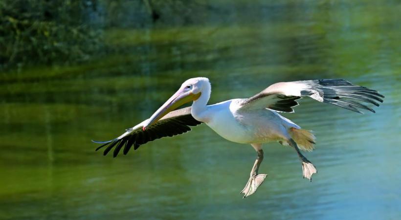 Manchots de Humboldt. YVES THONNERIEUX/DR Le parc compte quelques specimend d’ibis rouges. YVES THONNERIEUX/DR Le spectacle des oiseaux en vol. DR 