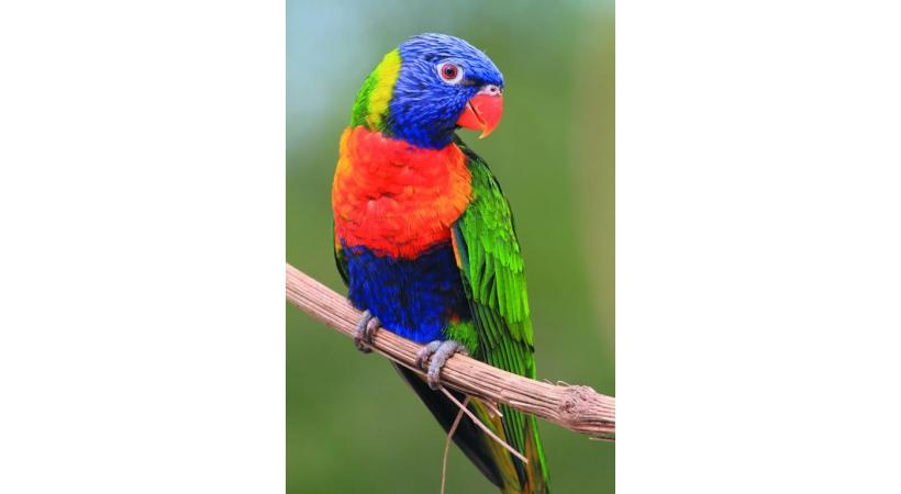 Manchots de Humboldt. YVES THONNERIEUX/DR Le parc compte quelques specimend d’ibis rouges. YVES THONNERIEUX/DR Le spectacle des oiseaux en vol. DR 