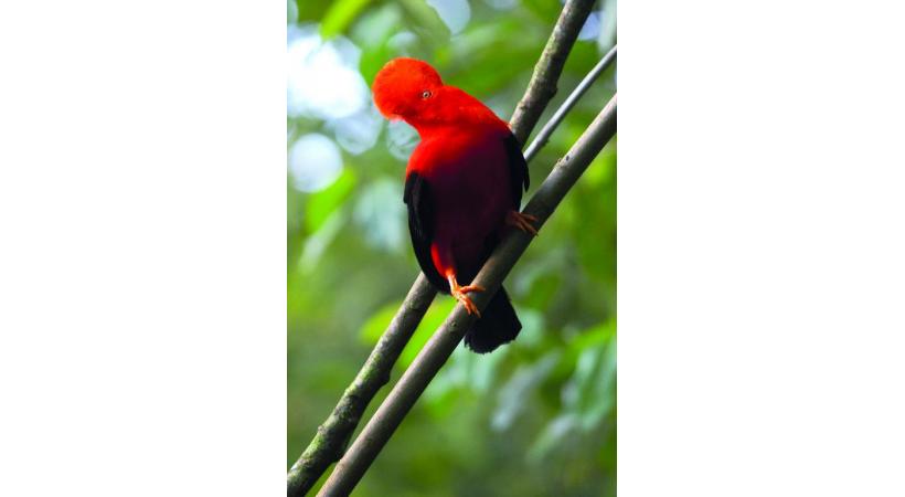 Manchots de Humboldt. YVES THONNERIEUX/DR Le parc compte quelques specimend d’ibis rouges. YVES THONNERIEUX/DR Le spectacle des oiseaux en vol. DR 