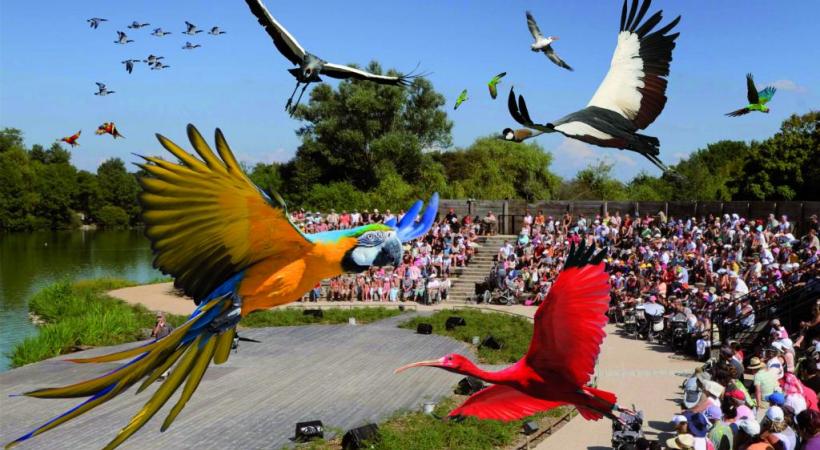 Manchots de Humboldt. YVES THONNERIEUX/DR Le parc compte quelques specimend d’ibis rouges. YVES THONNERIEUX/DR Le spectacle des oiseaux en vol. DR 