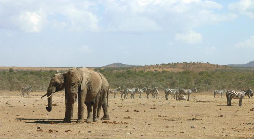 Eléphants et zèbres cohabitent dans la Ol Pejeta Conservancy. 