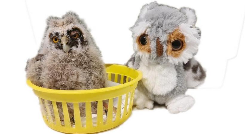 Une peluche remplace la maman du bébé hibou recueilli au centre ornithologique. COR
