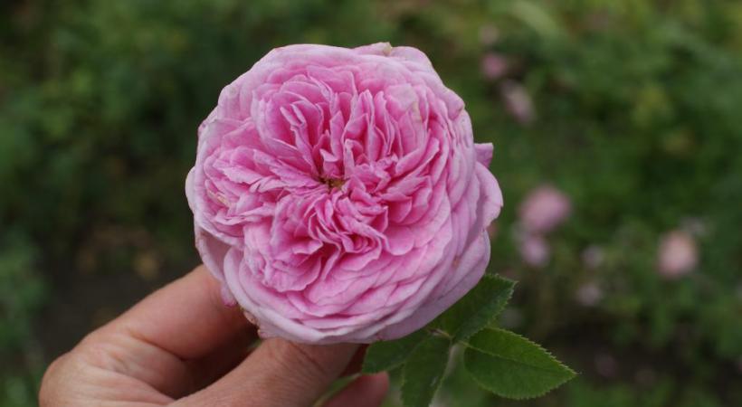 Avignon est aussi une escale pour les croisières fluviales sur le Rhône. ALAIN HOCQUEL-ADDT VAUCLUSE Œnotourisme en Solex électrique. TERRAVENTOUX L’entrée des mines d’ocre de Bruoux à Gargas. ALAIN HOCQUEL-ADDT VAUCLUSE 