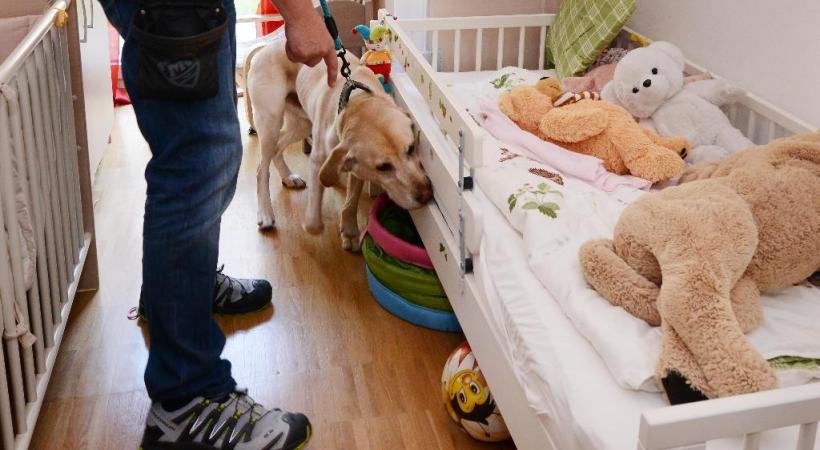 Le labrador Mailo a été formé spécialement en Floride pour traquer les punaises de lit. 