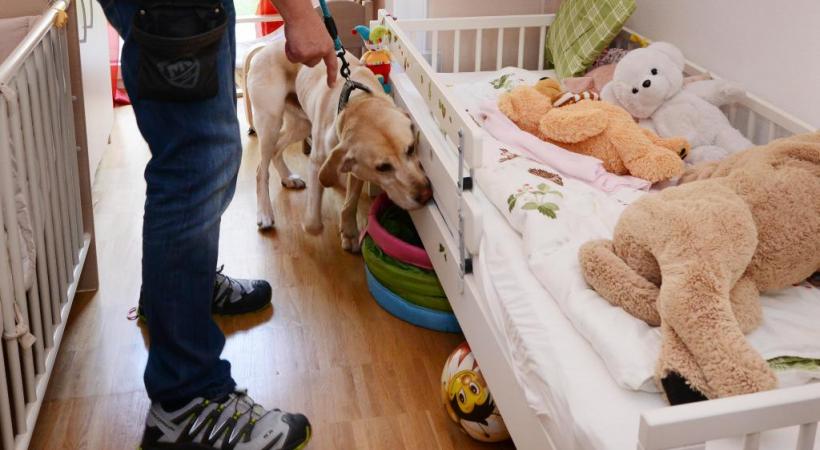 Des chiens formés aux Etas-Unis détectent les punaises de lit. PASCAL BITZ 