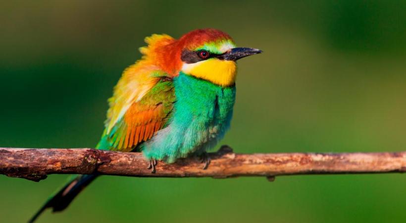 Le réchauffement climatique entraîne l’arrivée de nouvelles espèces, parfois très colorées, sous nos latitudes. 123 RF