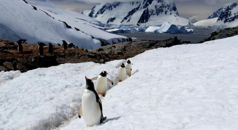 Les pingouins font figure de stars en Antarctique. ANDREA MEADER Le Zodiac permet de louvoyer dans les zones les plus inaccessibles . ANDREA MEADER La nature se plaît à sculpter les plus belles structures glacées. ANDREA MEADER 