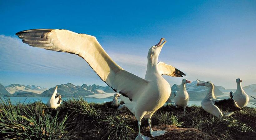 Les pingouins font figure de stars en Antarctique. ANDREA MEADER Le Zodiac permet de louvoyer dans les zones les plus inaccessibles . ANDREA MEADER La nature se plaît à sculpter les plus belles structures glacées. ANDREA MEADER 