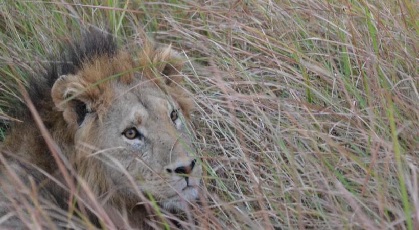 Les «hippos» sont les maîtres des eaux. ALAIN BOSSU Panthère dans  la réserve.  RêVES AFRIQUE Les enfants sont très attentifs aux explications des guides. &BEYOND Le lion reste le roi de la savane... ALAIN BOSSU Safari dans la réserve de Moremi. OKUTI CAMP 