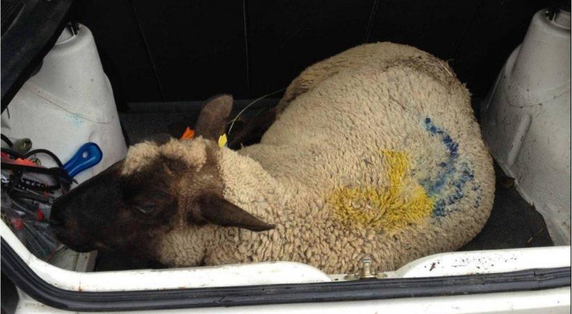 Le pauvre animal était transporté dans des conditions choquantes. DR 