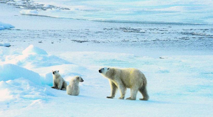 Certains ours se laissent approcher en bateau mais une distance de sécurité est maintenue face au seigneur des lieux. Les phoques barbus, peu farouches, sont parmi les proies régulières de l’ours. Les paysages du Spitzberg , faits de pics et de glaces, aux couleurs irréelles de minuit. 
