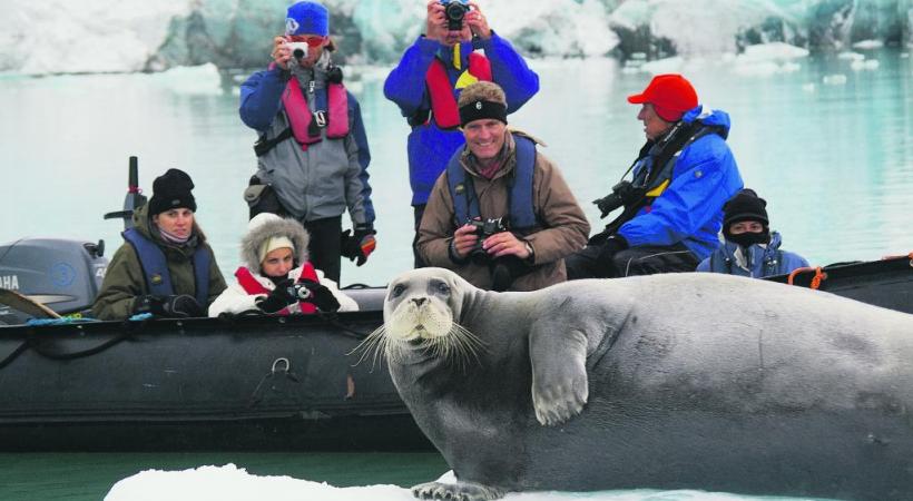 Les phoques barbus, peu farouches, sont parmi les proies régulières de l’ours.