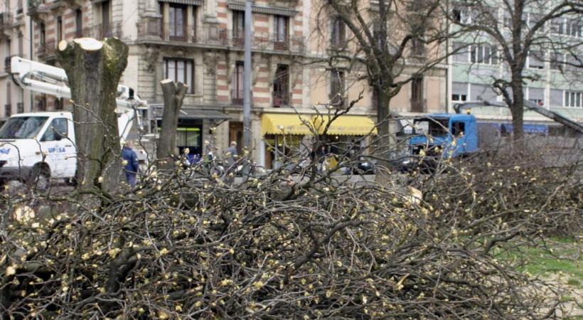 Arbres de la plaine de Plainpalais en sursis? ALDAG/DR 