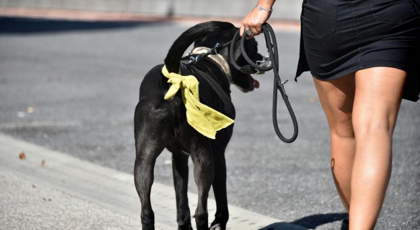 Le foulard jaune, une  fausse bonne idée? PASCAL BITZ 