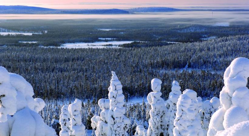 Les fameux igloos de verre de Kakslauttanen. KAKSLAUTTANEN ARCTIC RESORT Une expérience unique: l’observation des aurores boréales. DR Les huskies, incontournables compagnons d’aventure. DR Légende Les rennes sont parfaitement adaptés à la froidure hivernale. 