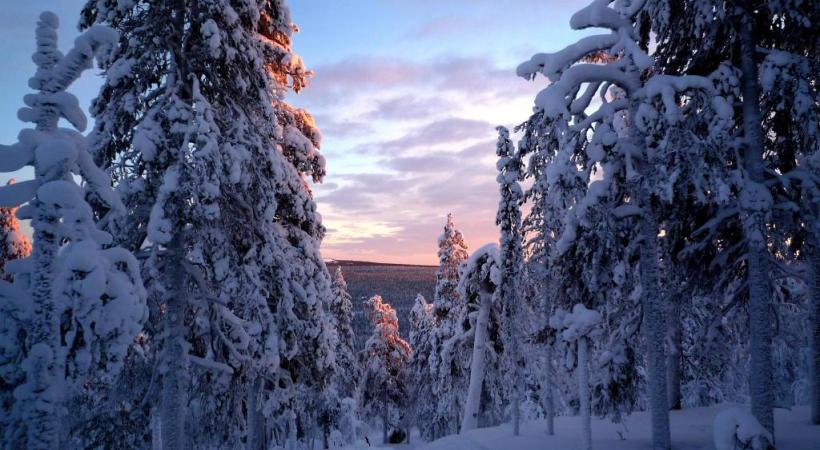 Les fameux igloos de verre de Kakslauttanen. KAKSLAUTTANEN ARCTIC RESORT Une expérience unique: l’observation des aurores boréales. DR Les huskies, incontournables compagnons d’aventure. DR Légende Les rennes sont parfaitement adaptés à la froidure hivernale. 