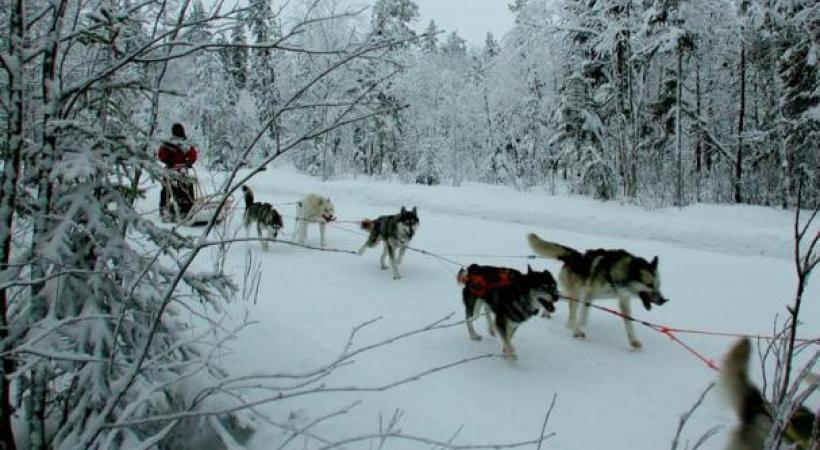 Les fameux igloos de verre de Kakslauttanen. KAKSLAUTTANEN ARCTIC RESORT Une expérience unique: l’observation des aurores boréales. DR Les huskies, incontournables compagnons d’aventure. DR Légende Les rennes sont parfaitement adaptés à la froidure hivernale. 