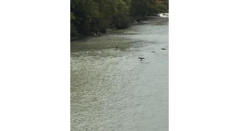 Le garde-manger des cormorans: l’Arve! DR 