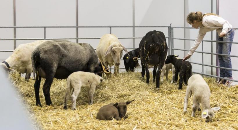 Sur 1420 m2, le stand de l’Opage invite la campagne genevoise au cœur de Palexpo. ALEX PITTET 