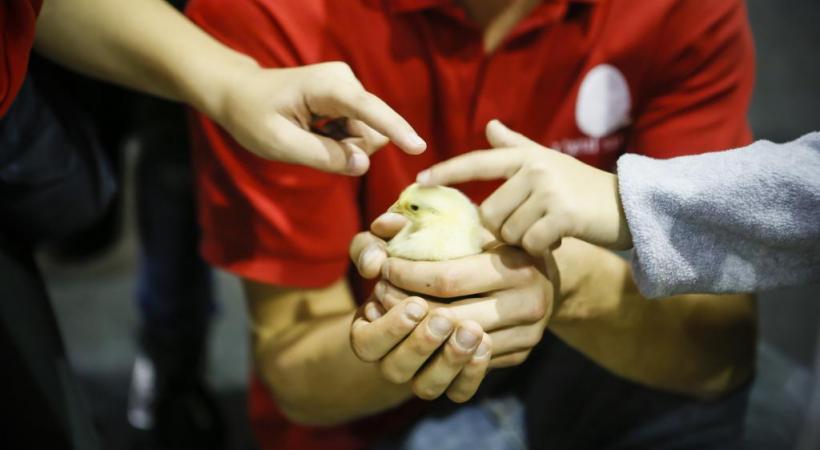 A la découverte des animaux de la ferme. PIERRE ALBOUY 