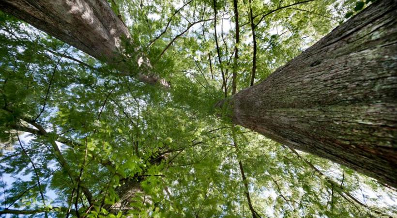 Les premiers métaséquoia glypstroboides du Jardin botanique ont été plantés en 1947. MANUEL FAUSTINO