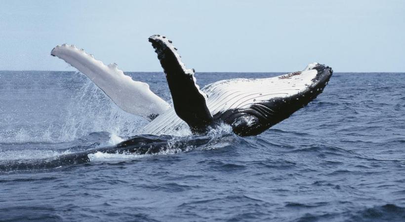 Falkland Island Albatros Kubny Arctic winter