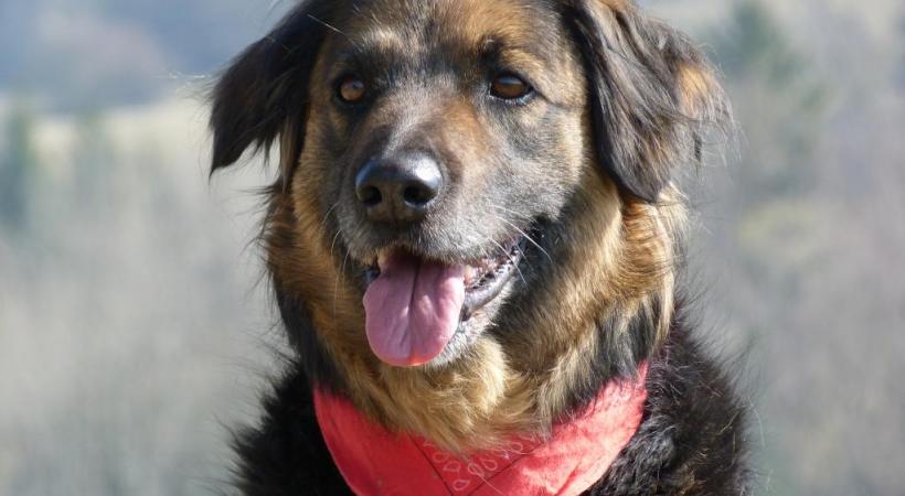 Une journée dédiée à nos compagnons  à quatre pattes. DR 