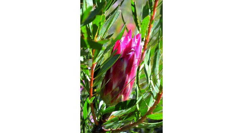  Protea, la fleur nationale. ALAIN BOSSU 