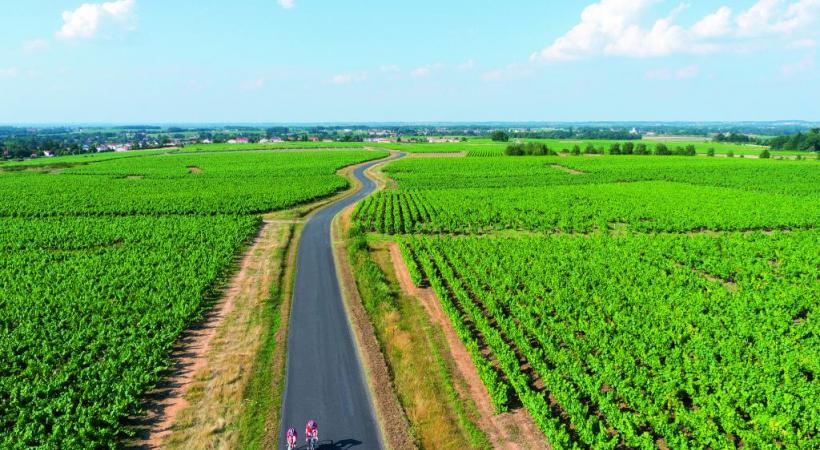 La petite ville bretonne est fière de son vignoble. VALERY JONCLERAY