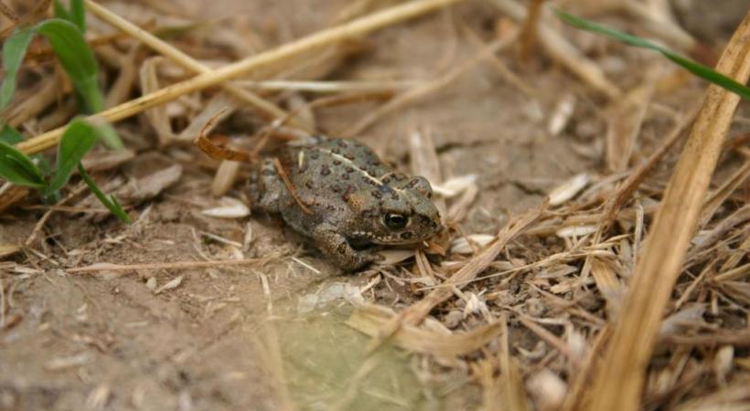Espèce menacée, le crapaud calamite devrait prochainement faire son retour à la Petite Grave. DAVID BäRTSCHI 