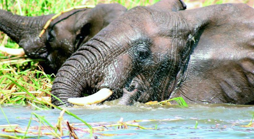 Les éléphants, d’autres seigneurs de ce pays d’Afrique de l’Est. 