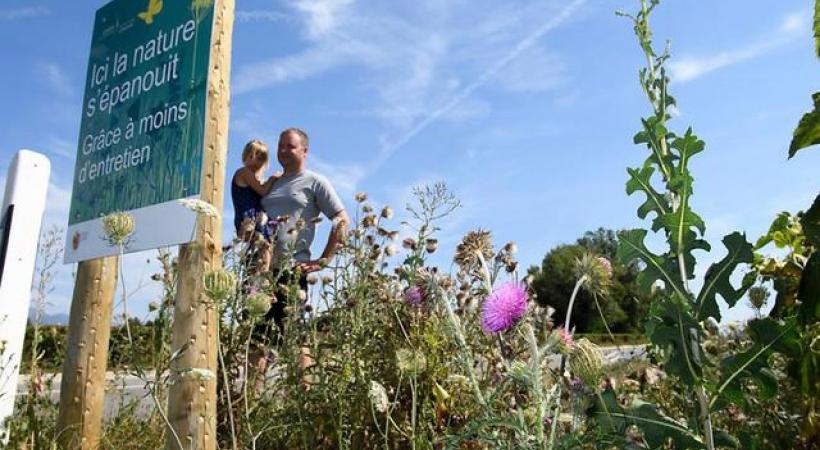 L’annonce de ne plus faucher les bords de route en campagne fâche l’ACS-Genève et  les agriculteurs. A gauche, l’Etat estime que la nature s’épanouit avec moins d’entretien. DR 