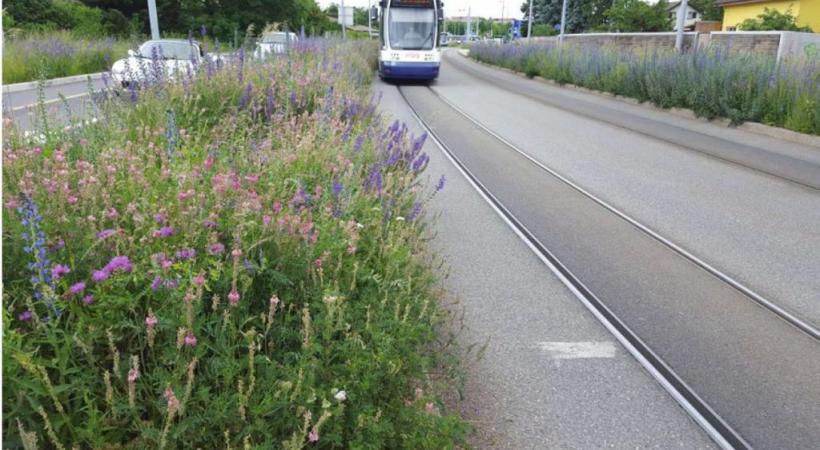 L’annonce de ne plus faucher les bords de route en campagne fâche l’ACS-Genève et  les agriculteurs. A gauche, l’Etat estime que la nature s’épanouit avec moins d’entretien. DR 