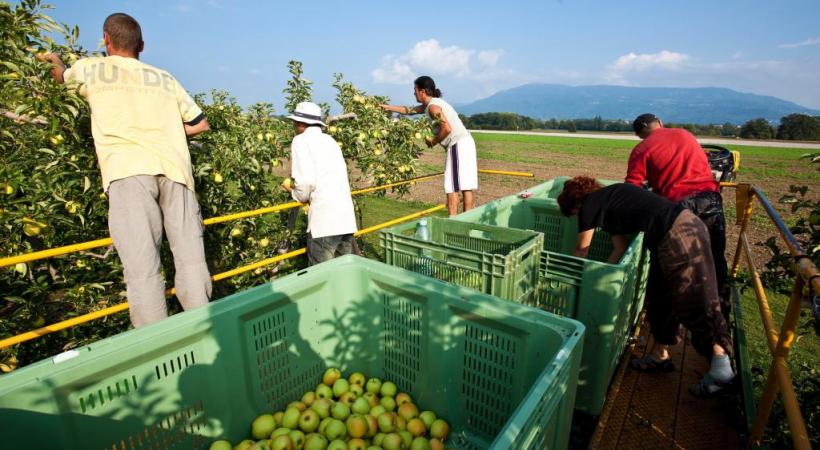 Prochaine sortie du terroir au verger de St-Loup, avec ses 20’000 poiriers et pommiers, samedi 27 août. RÉGIS COLOMBO / WWW.DIAPO.CH 