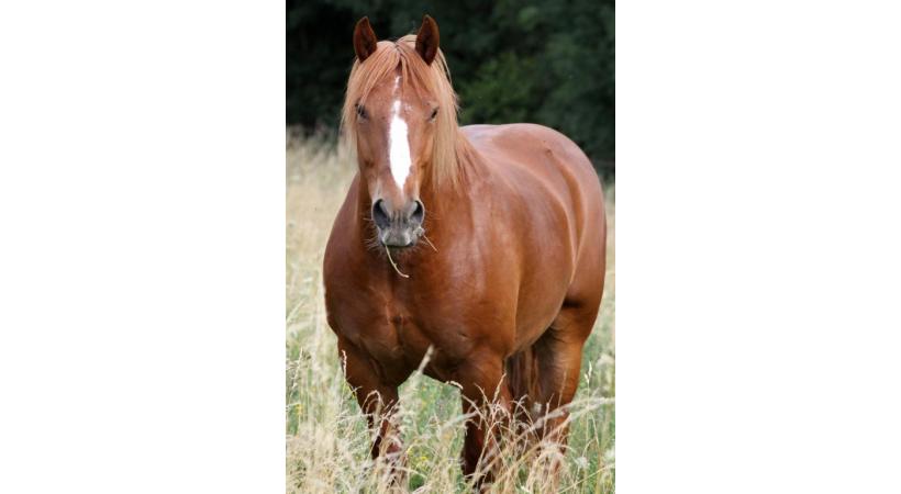 Rencontrez les pensionnaires du refuge de Darwyn. DR