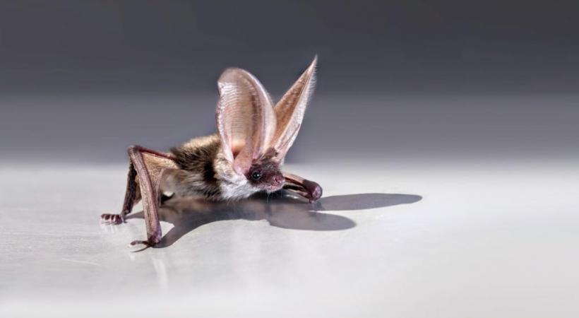  La chauve-souris sera à l'honneur pour la 20e année consécutive au Muséum d'Histoire naturelle. DR
