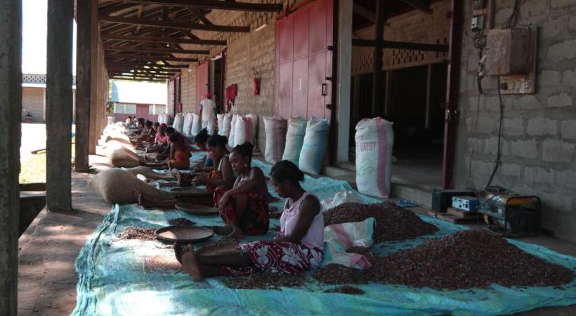 Triage des fèves de cacao. CHOCOLATERIE ROBERT