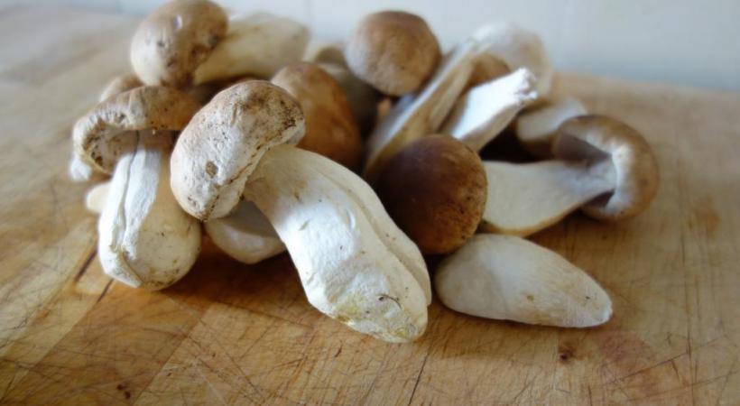 Carpaccio de bolets au parmesan. dr