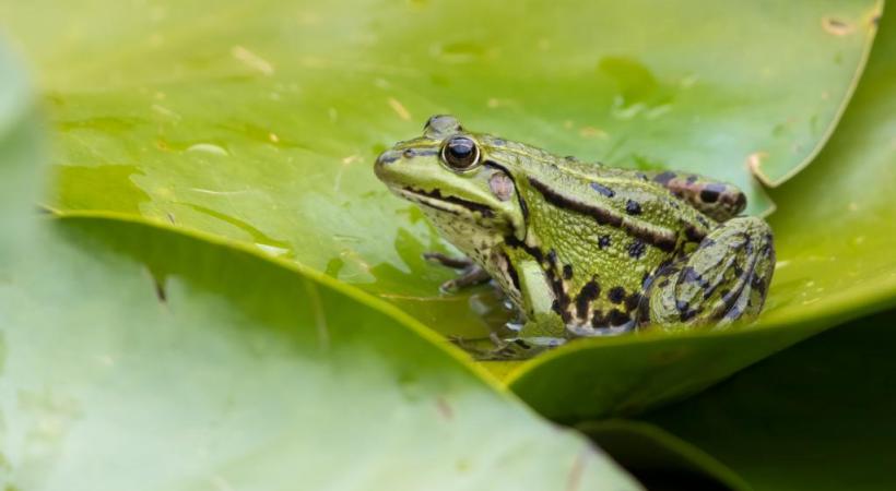 GETTY IMAGES/MARTIN FRIIS