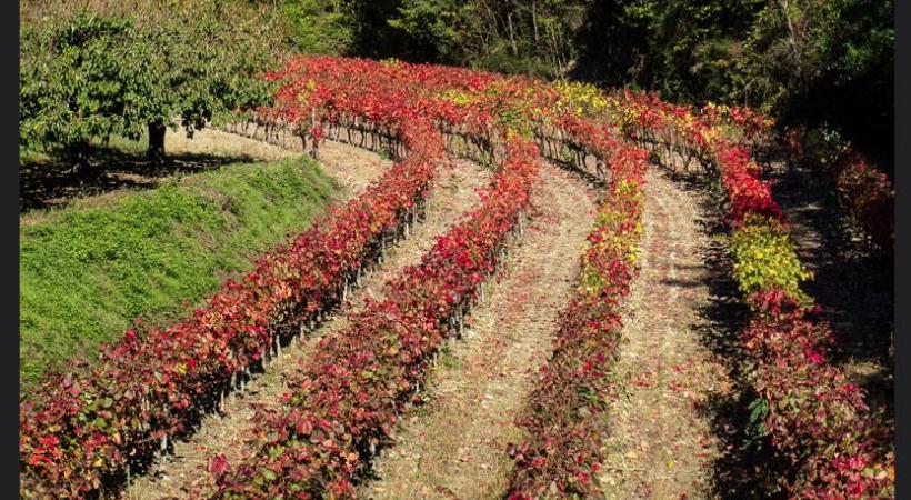Vous sentez cette odeur si particulière? A en avoir l’eau à la bouche! GETTY IMAGES/MARIA ESEAU La fameuse truffe noire Tuber melanosporum. L.PASCALE-LADRôMETOURISME Le village perché de La Laupie.  De la Drôme des collines à la Drôme provençale, le vignoble s’étend sur plus de 20’000 hectares. DR L.PASCALE-LADRôMETOURISME 