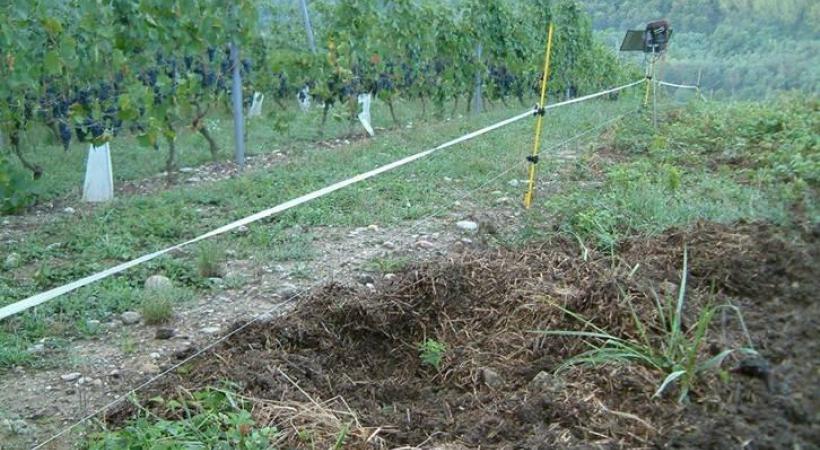 Au Mandement, les chevreuils se nourrissent de bourgeons. En médaillon, une clôture de prévention contre les sangliers. DR DR