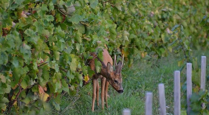 Au Mandement, les chevreuils se nourrissent de bourgeons. En médaillon, une clôture de prévention contre les sangliers. DR DR
