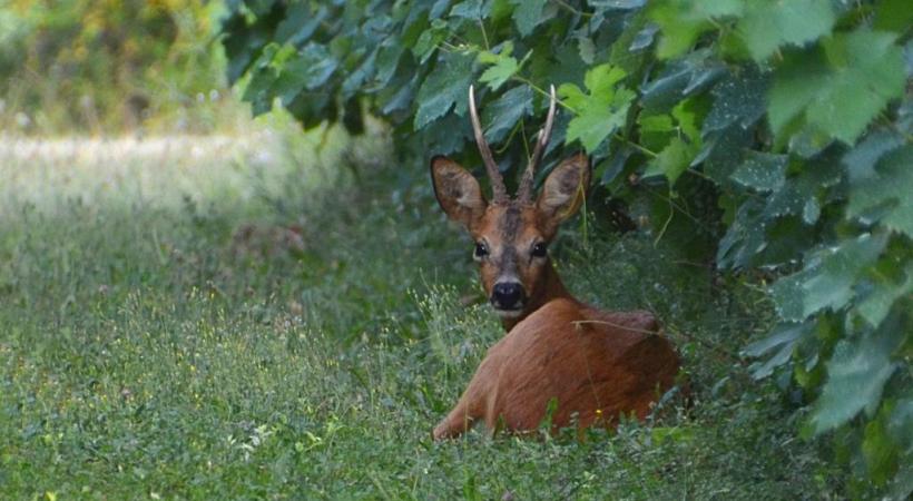 Au Mandement, les chevreuils se nourrissent de bourgeons. En médaillon, une clôture de prévention contre les sangliers. DR DR