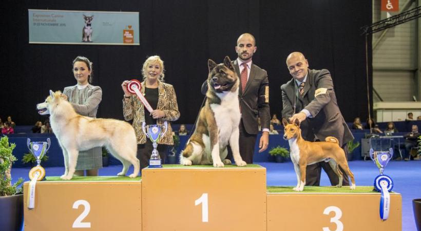 Cette année votre minet pourra monter sur le podium.  Plus de 200 races sont attendues pour le concours de beauté canin. PIERRE ALBOUY/DR Parmi les nouveautés en matière d’accessoires animaliers, vous trouverez le cadeau qui fera plaisir à votre fidèle ami à quatre pattes. ALEX PITTET/DR Les plus beaux toutous monteront sur les plus hautes marches du podium. PIERRE ALBOUY/DR PIERRE ALBOUY/DR 
