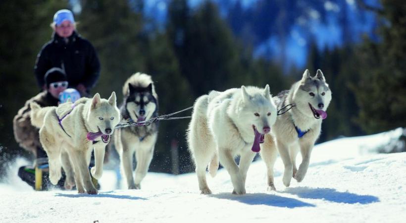 Les balades avec chiens de traîneau, un must. 